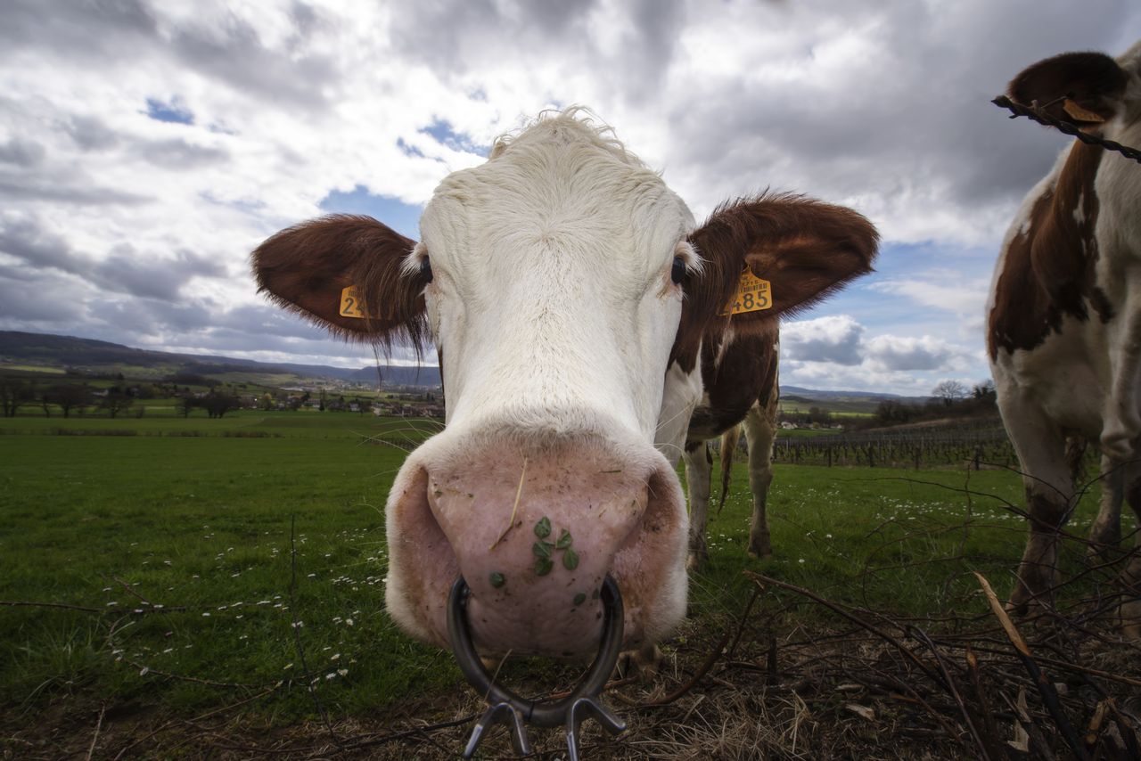 Faune Vache Montbéliarde VAC_0175